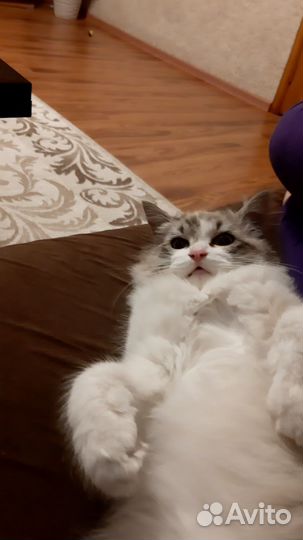 Молодой котик в добрые руки