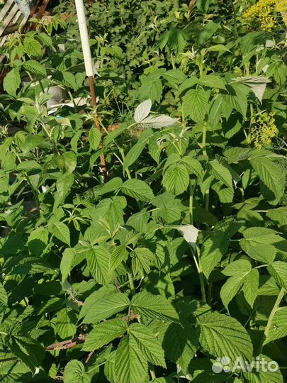 Малина феномен саженци