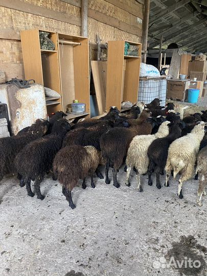 Ягнята баранчики и ярки