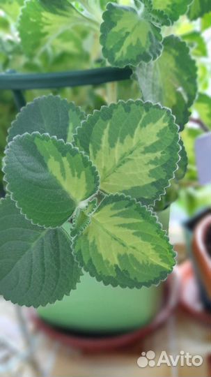 Мята Голден Раффлс (Golden Raffles)