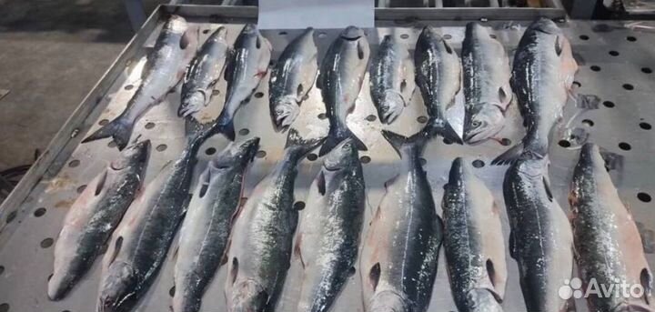 Горбуша дикая Дальневосточная