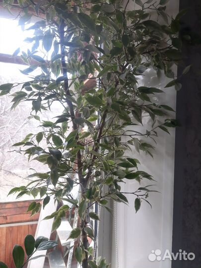 Фикус бенджамина