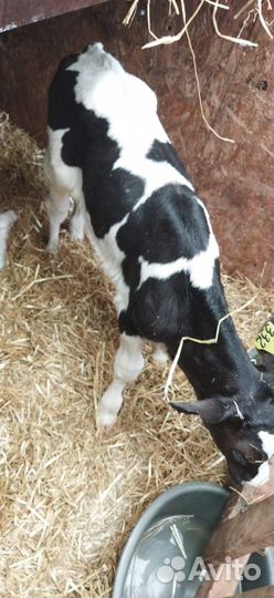 Телята с доставкой на выбор