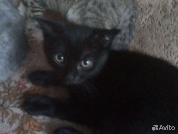 Кошки породистые бесплатно