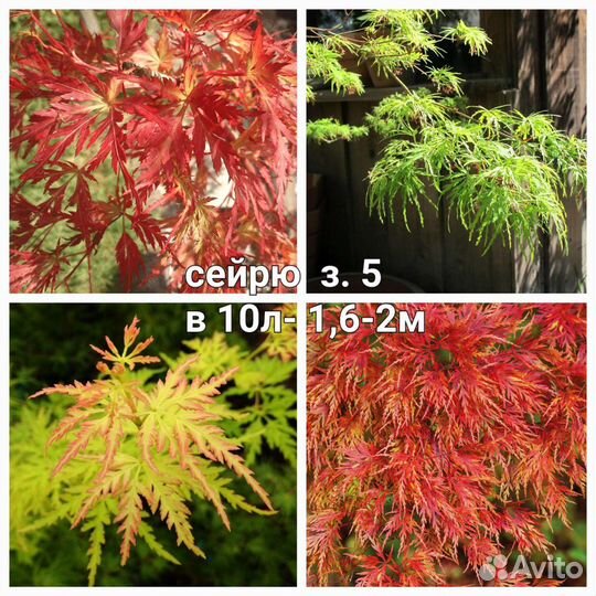 Клёны японские