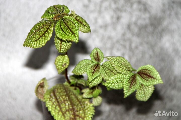 Домашние растения