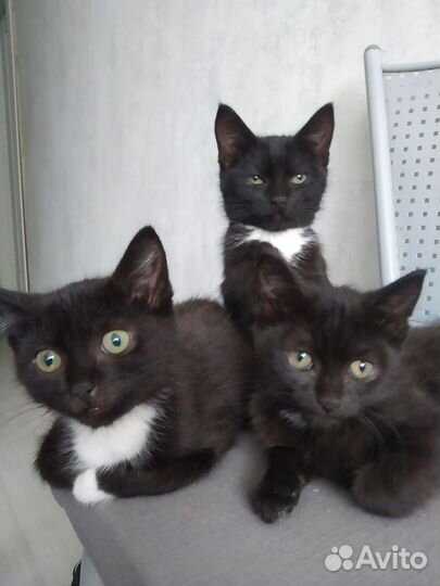 Кошки в добрые руки бесплатно