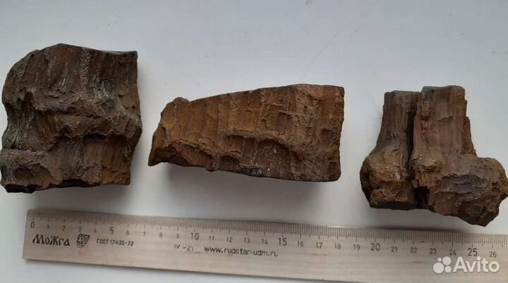 Окаменелое дерево