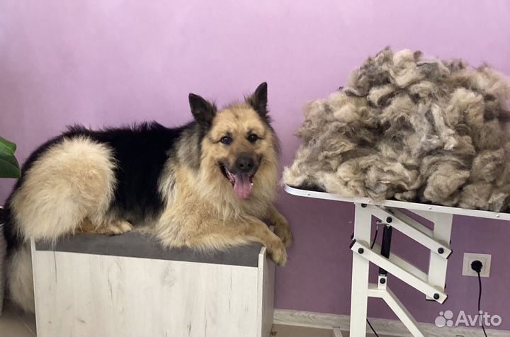 Груминг Атмосфера Чистоты