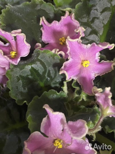 Бальзамин, фиалки