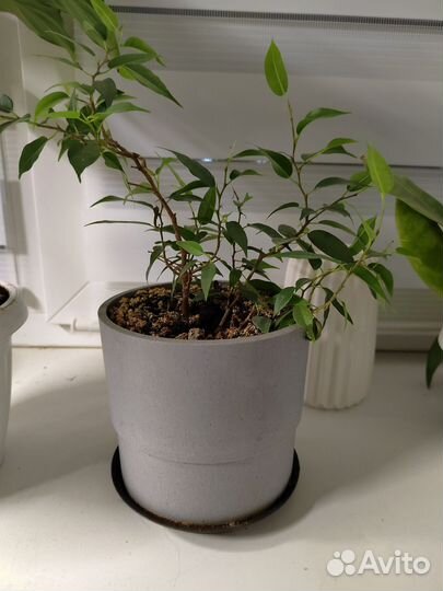 Фикус Бенджамина с горшком