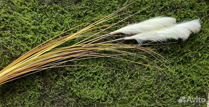 Пампасная трава, тросник 150 см