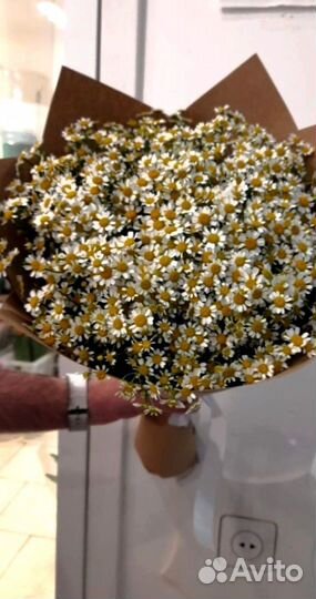 Ромашки, букет цветов,Ромашки опт