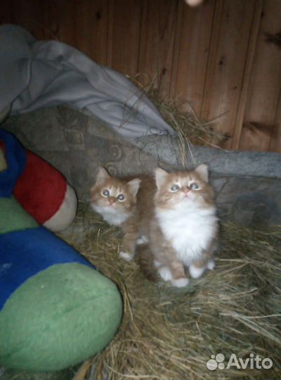 Котята в добрые руки
