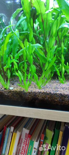 Гуппи малахит, аквариумные растения, тетраселмис