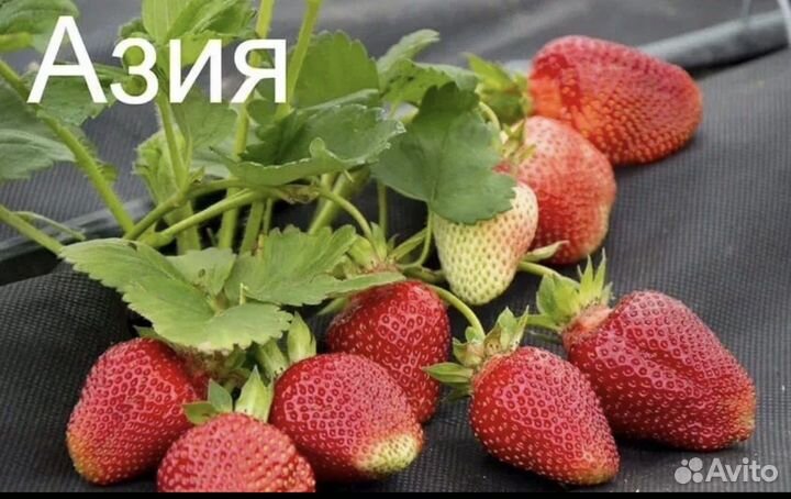 Клубника Азия