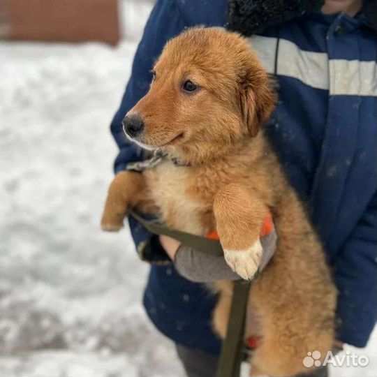Собаки бесплатно в добрые руки