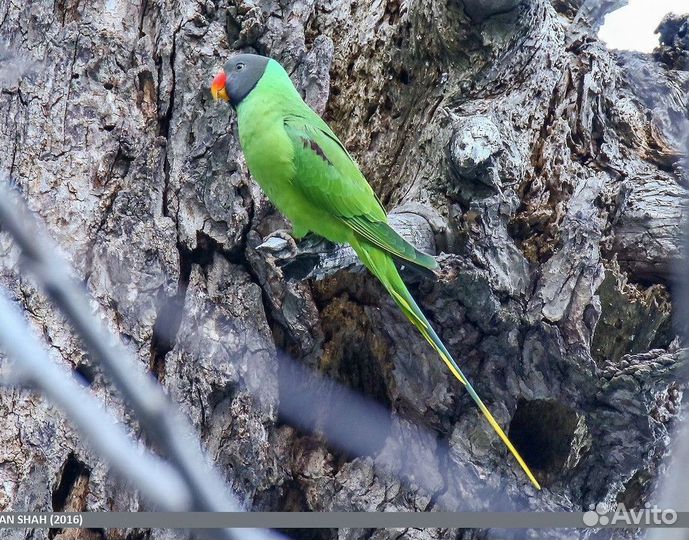 Кольчатый Гималайский попугай