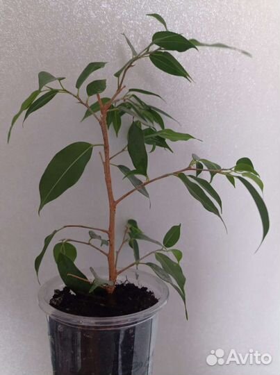 Фикус бенджамина