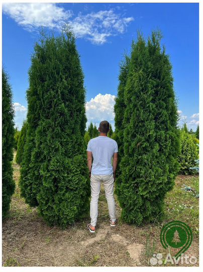 Туя колумна