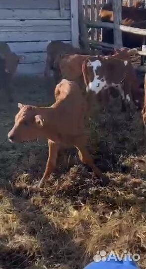Бычки телята