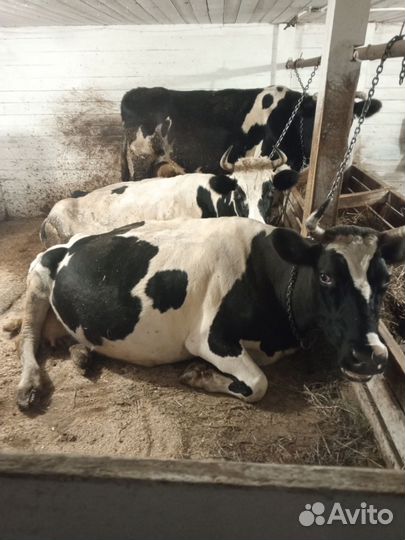 Коровы дойные