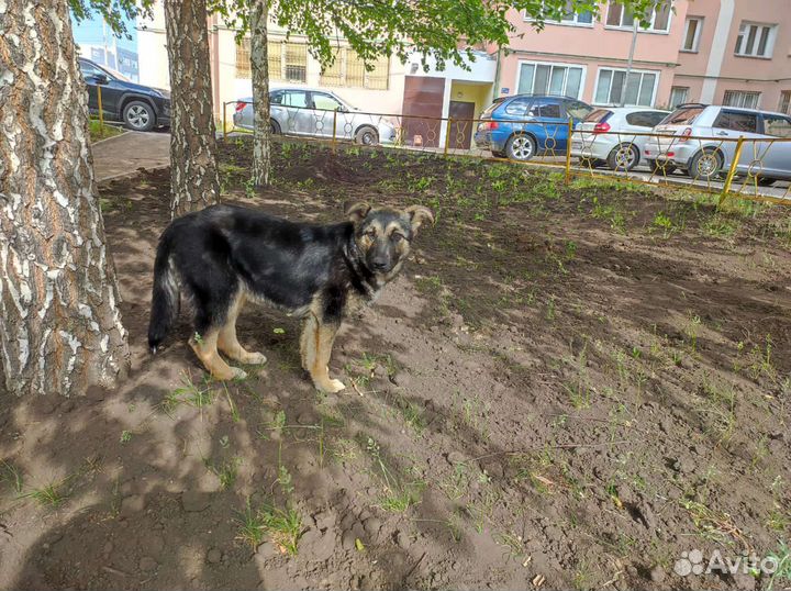Щенок в добрые руки