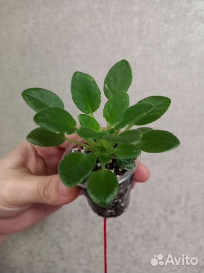 Фиалка Н Подснежник