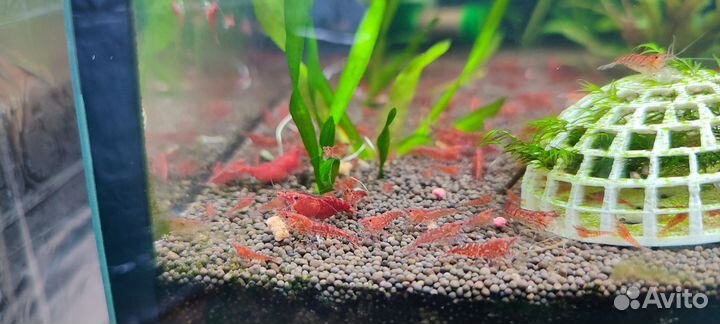 Креветки жёлтый неон креветки вишня