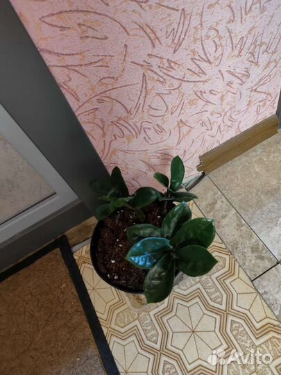 Замиокулькас зензи