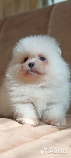 Щенки