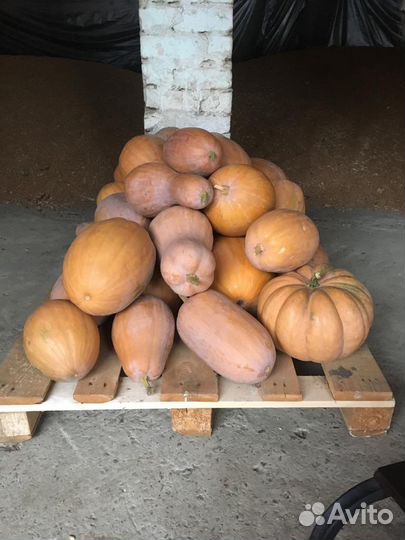 Тыква Витаминная