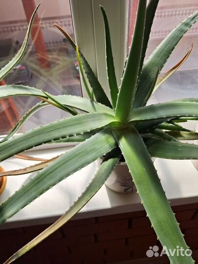 Алоэ вера лечебный