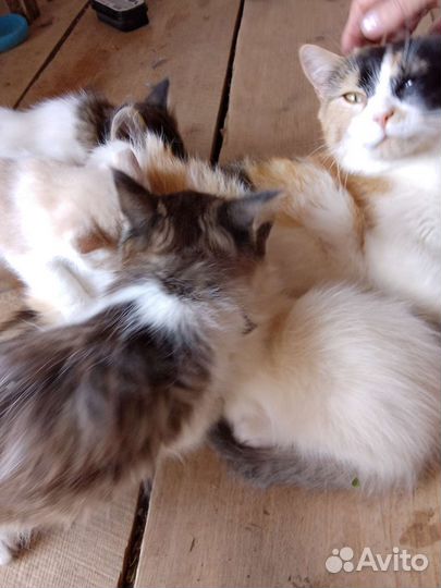 Котята в добрые руки