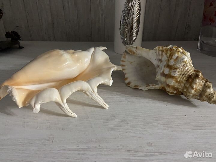 Морские ракушки раковины