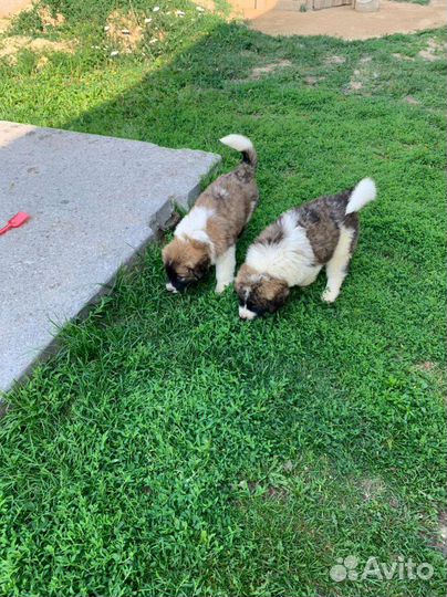 Продам московскосторожевые щенята