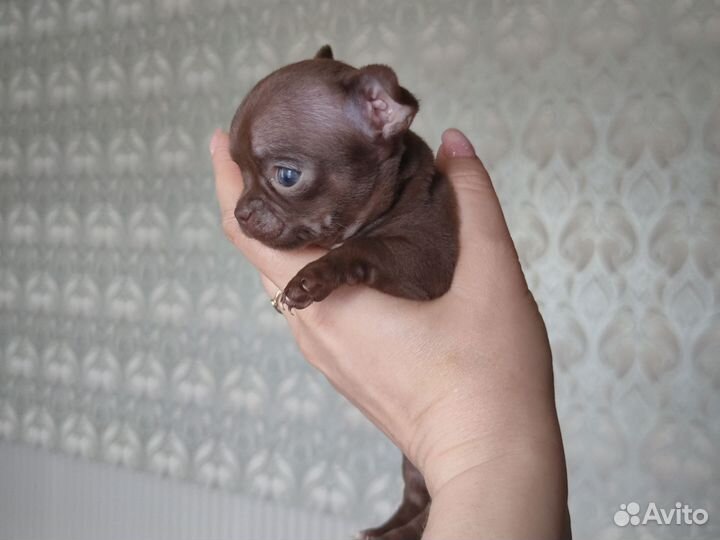 Чихуахуа мини