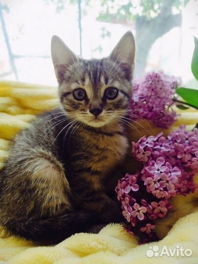 Волшебные весенние котята