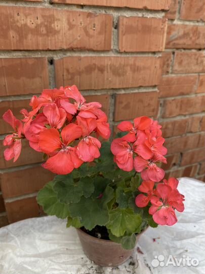 Пеларгония дубли, Часть -3