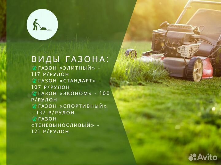 Рулонный газон мятлик