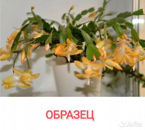 Декабрист шлюмбергера