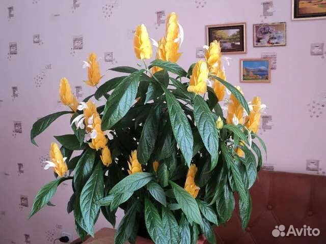 Уайтфельдия, абутилон