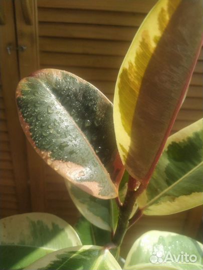 Фикус Тенеке