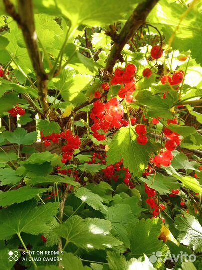 Красная смородина ягоды