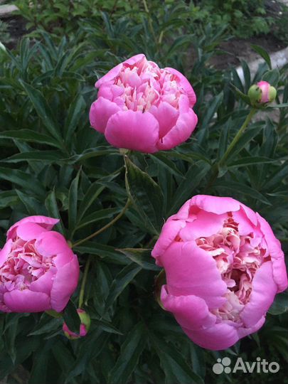 Пионы посажены прошлой осенью многолетники