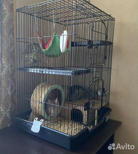 2 шиншиллы с клеткой и всеми принадлежностями