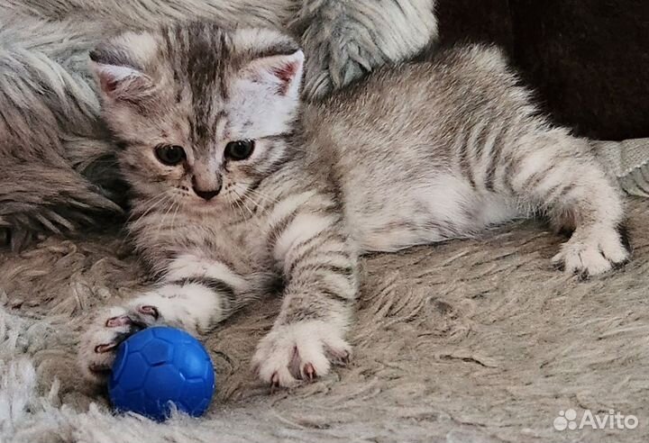 Шотландская кошечка