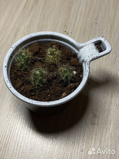 Кактусы и суккуленты