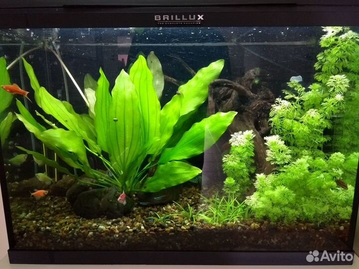 Обслуживание чистка аквариума