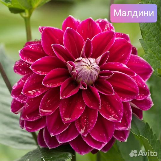 Георгины сортовые